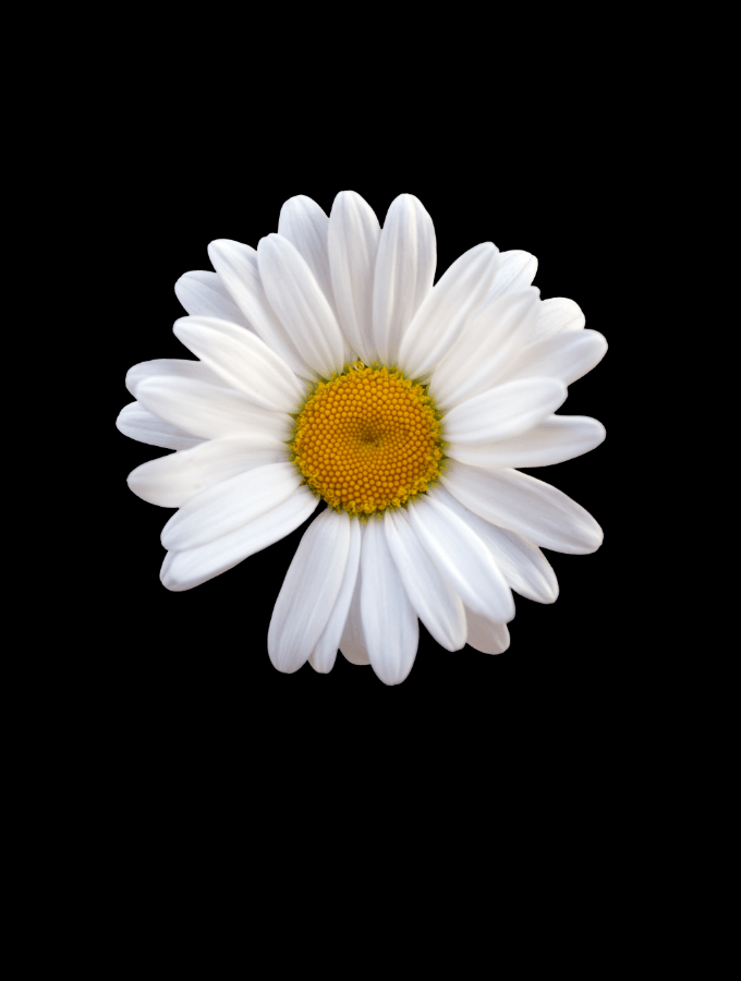 WHITE DAISY OVERSIZED TEE - BLACK - TONED