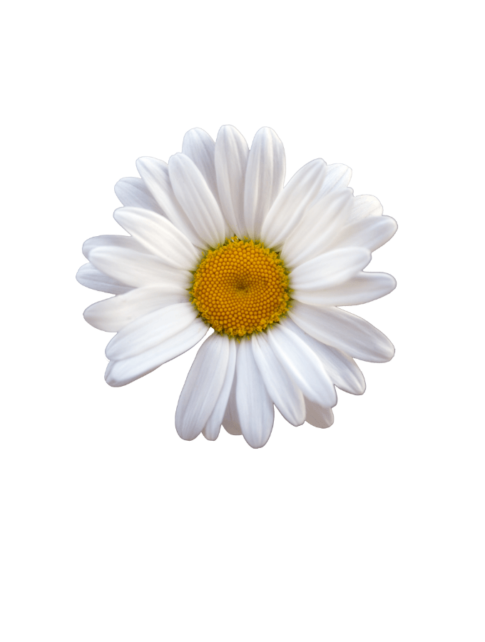 WHITE DAISY FITTED TEE - WHITE - TONED