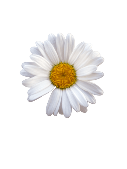 WHITE DAISY VEST - WHITE - TONED